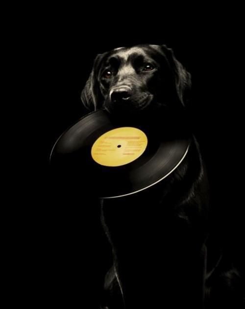 yellowrecord.jpg