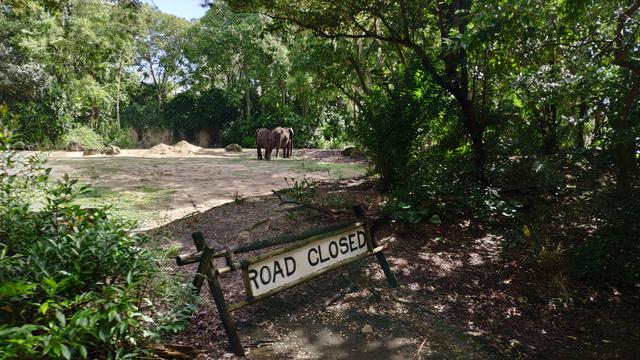 El secreto mejor guardado. Walt Disney World - Orlando octubre 2019 - Blogs de USA - Animal Kingdom y cumple de Carlos (15)