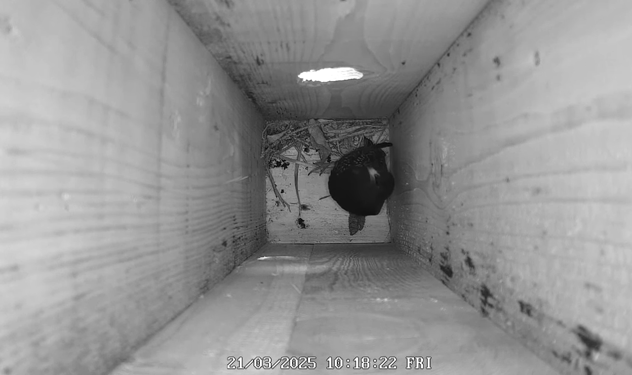 (3) Mājas strazds 2025 Tiešraide - YouTube - 268_28