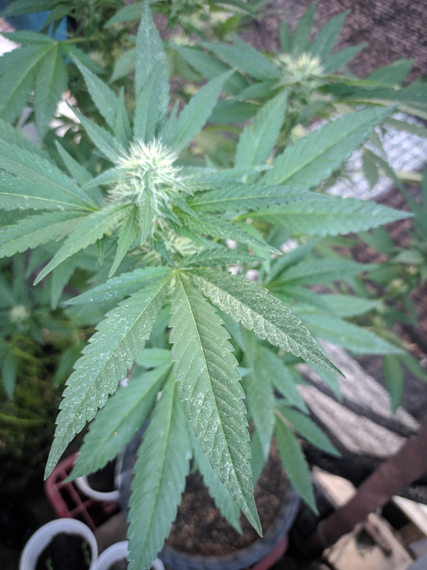 HC_20230201_063658_null