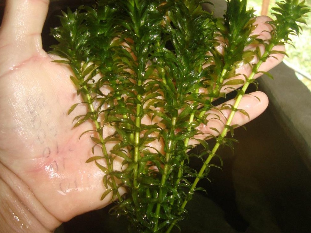 PIANTA PIANTE FACILE ACQUARIO ELODEA EGERIA DENSA EASY LIVE AQUARIUM