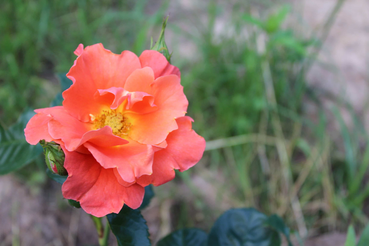 IMG 3235 — Postimages