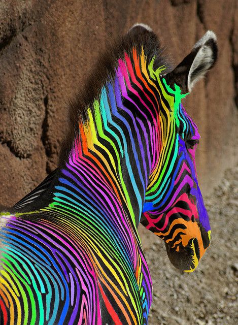 multi-zebra.jpg