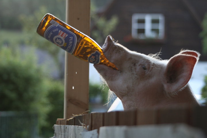 The-Pig.jpg