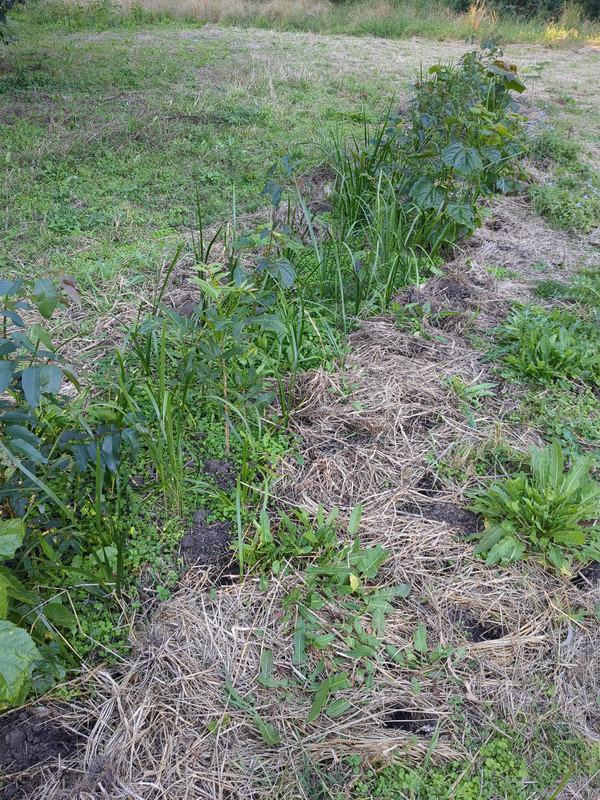 Bandicoot holes visible along longer strip of grass mulch