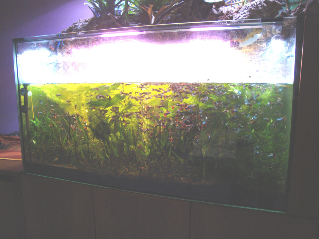 Acquario 275 litri 2 ago 18 (2)