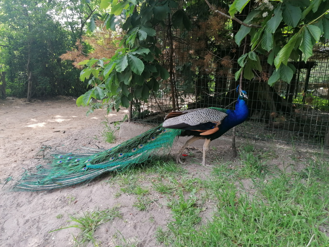 10.15 - IMG_20210604_150737 (Czesio1)