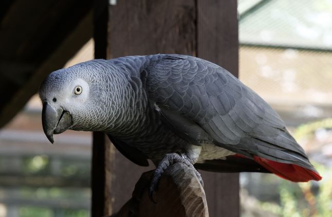 african grey parrot diet in Wild