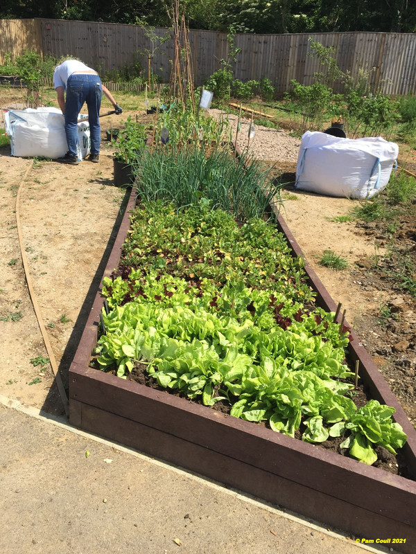 Raised bed 1