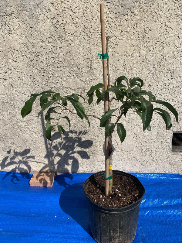 2019-3-5 (1)