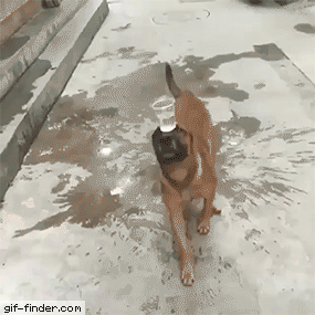 daily-gifdump-3382-08.gif