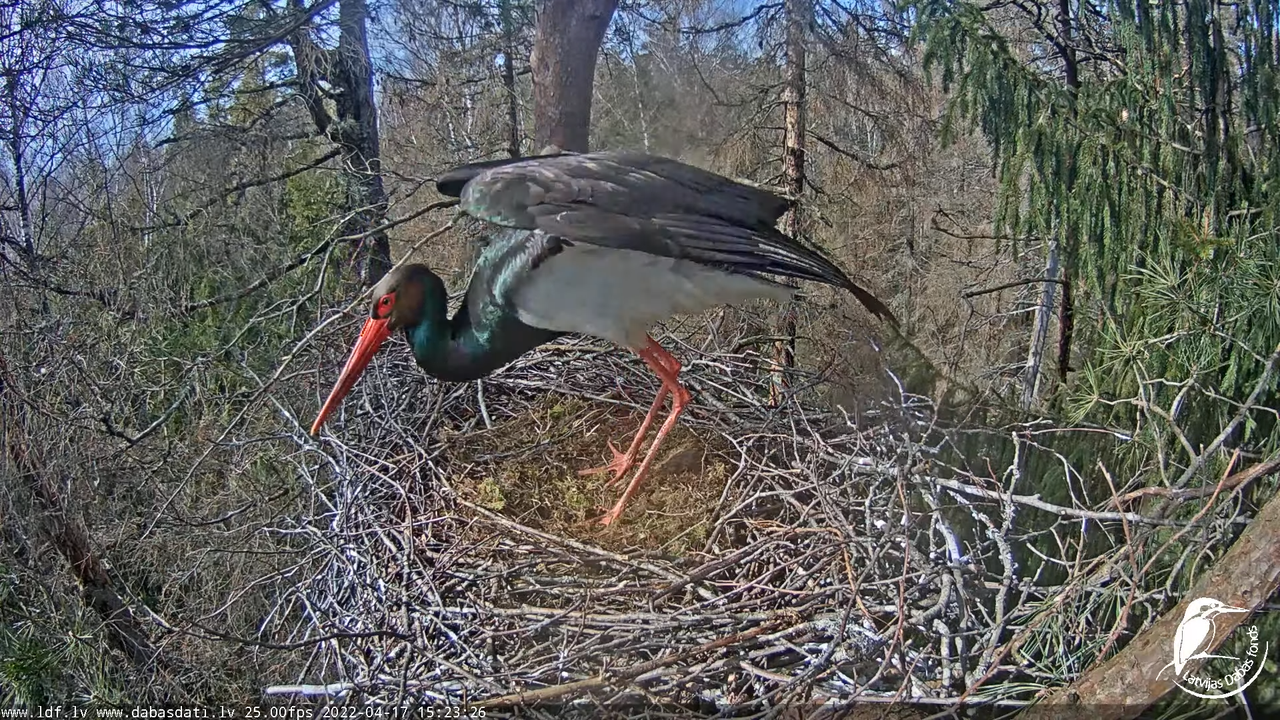 Melnais stārķis (Ciconia nigra) Siguldas novadā - LDF tiešraide 8-10-46 screenshot