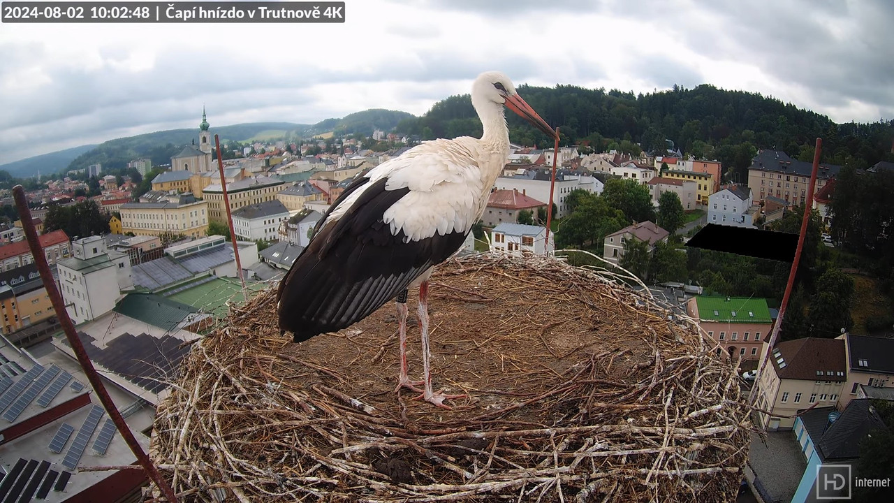 Tiešraidē no stārķa ligzdas uz alus darītavas skursteņa Trutnovā 12-20-7 screenshot