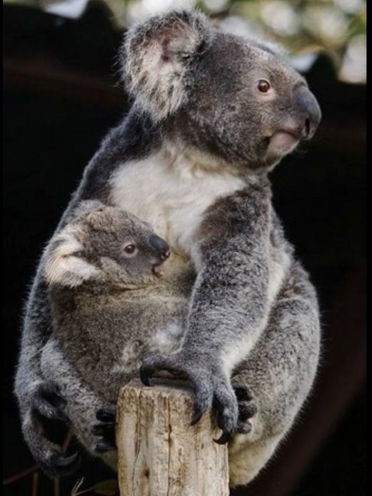 https://i.postimg.cc/8cCG130K/koala-kicsivel.jpg