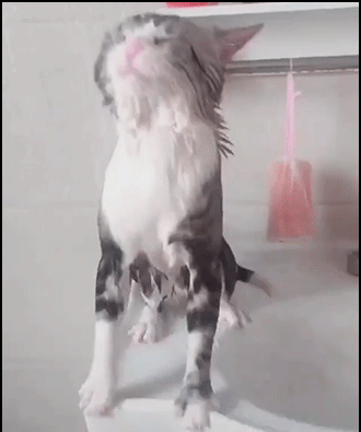 Amazing-Cat-GIF-OMG-Waterproof-cat-likes-to-take-his-daily-shower-with-a-lot-of-water-in-the-face.gif