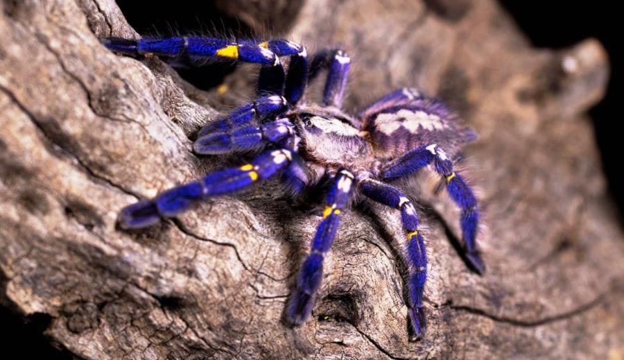 Интересные факты про Poecilotheria metallica - синий драгоценный паук Интересные факты про Poecilotheria metallica - синий драгоценный паук