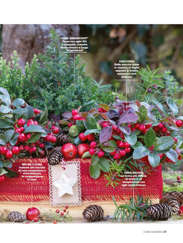 Il Mio Giar Dic 2024-Gen 2025 (6)