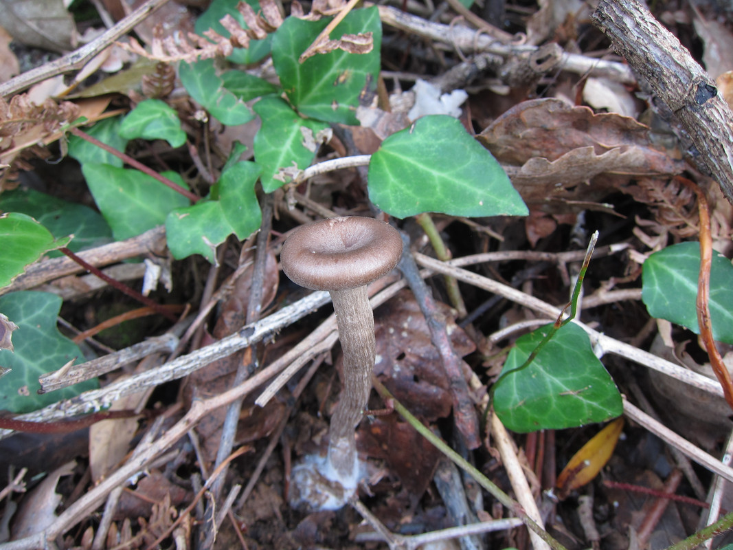 Pseudoclitocybe chyathiformis (1)