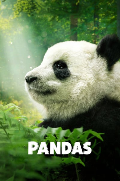 Pandas 2018 DOCU 1080p BluRay x265-RARBG