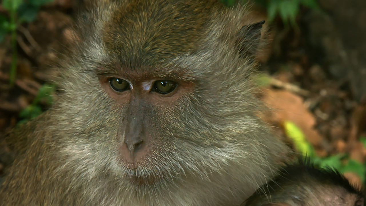 [HR] Thailand - Earth's Tropical Paradise S01E01 [BBC Two 1080p x265]_05