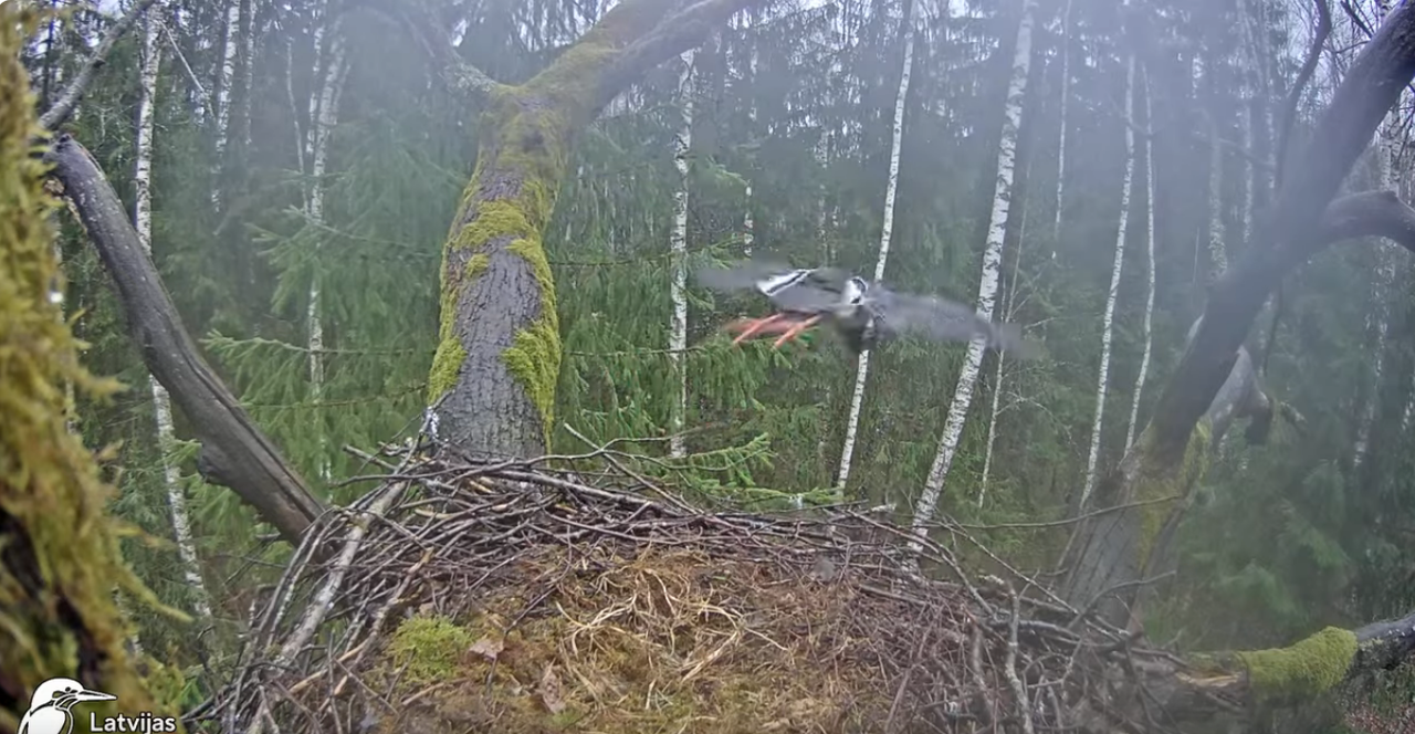 Screenshot 2024-04-03 at 15-15-20 (5) Melnais stārķis (Ciconia nigra) Ogres novadā - LDF tiešraide -
