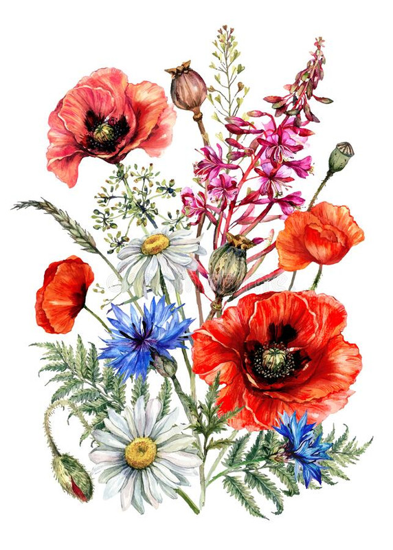 hand-drawn-watercolor-bouquet-summer-wildflowers-flower-poppy-chamomile-cornflower-fireweed-fern-bot.jpg