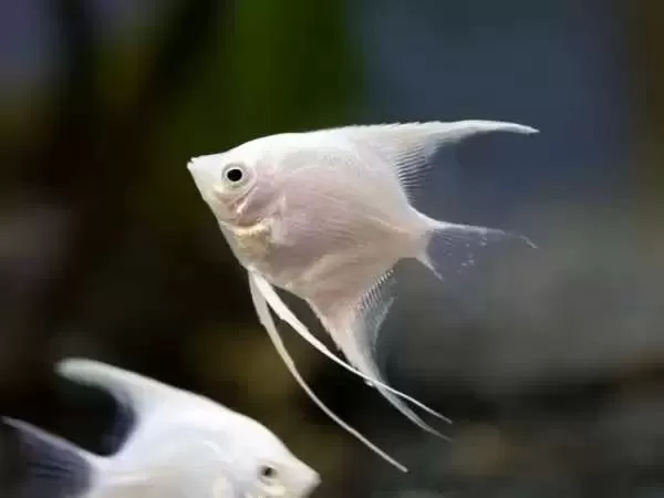 [Image: angelfish-one-the-most-beautiful-ornamen...09661.webp]
