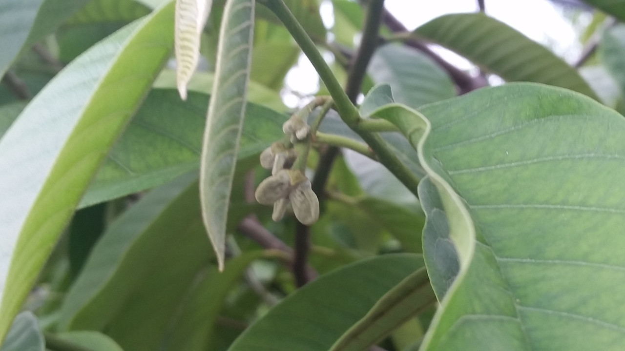 rollinia2
