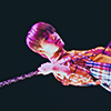 dino from seventeen