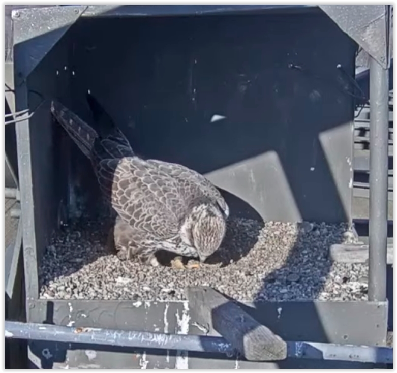 Screen Shot 03-11-22 at 03.44 PM 002