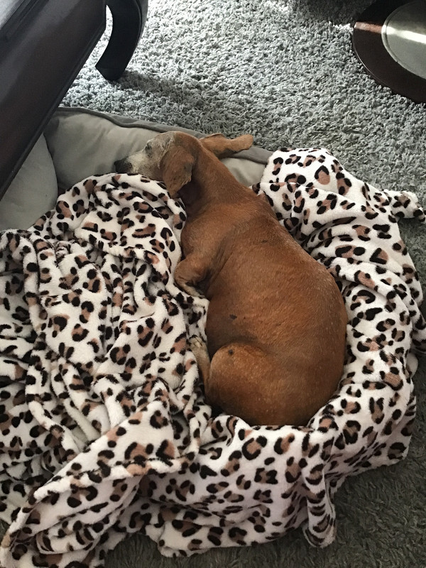 [Image: 432999-F9-033-C-4340-A6-F5-F21-FF2-B0-A2-DB.jpg]