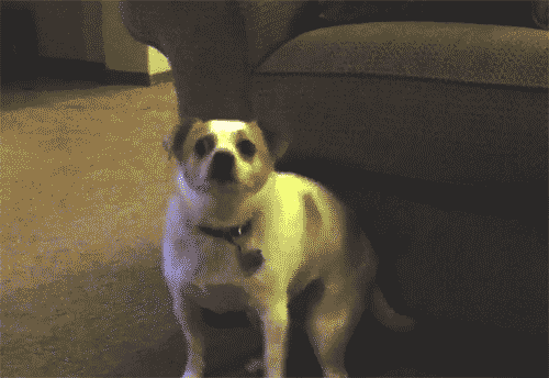chien-danse