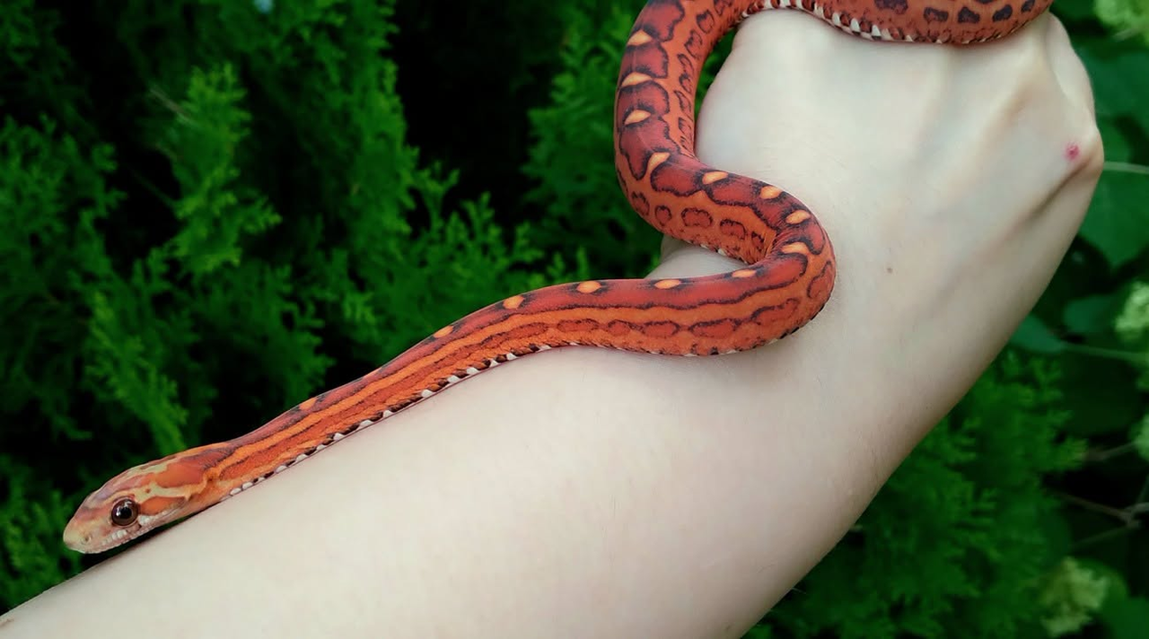 Scaleless-10.png