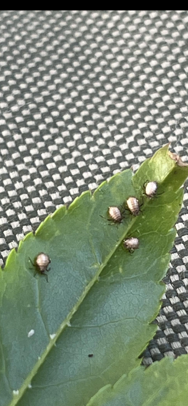 C34C327F-1980-4FD3-AA67-852E9401BC65