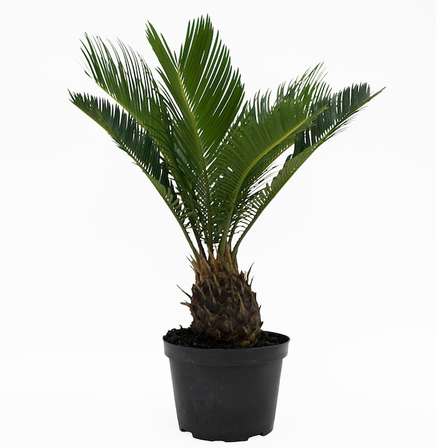 Refresh Your Home this Spring with Lowe’s Up to 55% Off House Plants Sale Refresh Your Home this Spring with Lowe’s Up to 55% Off House Plants Sale
