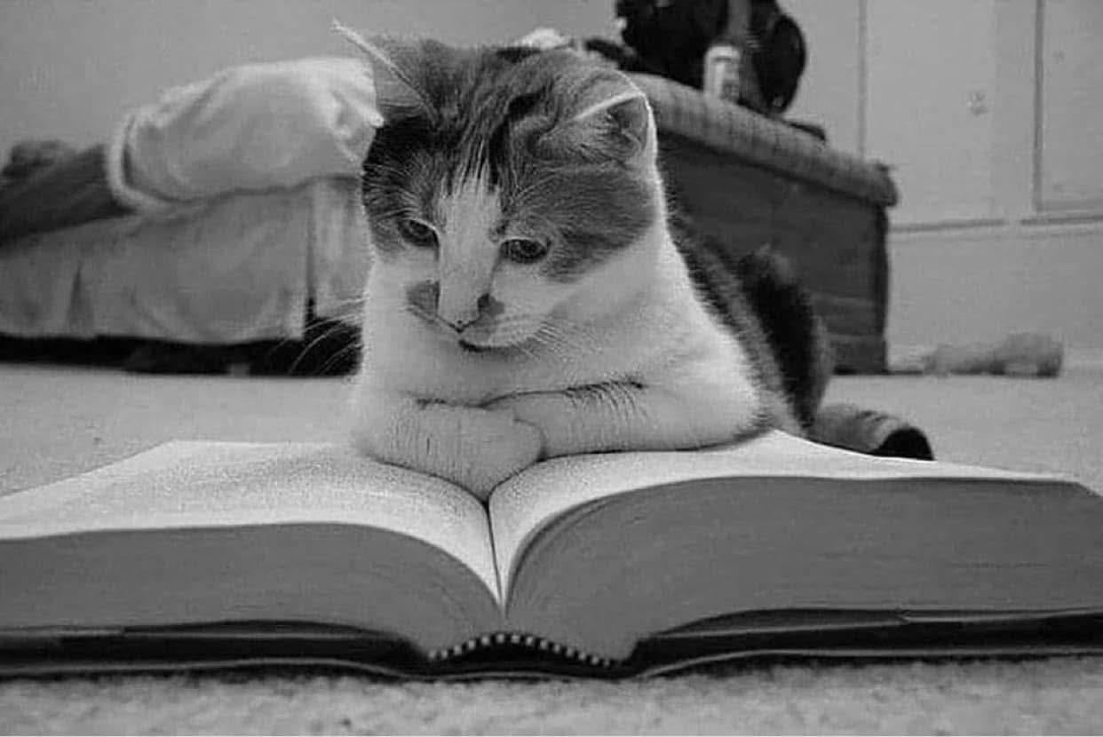 Cat reading