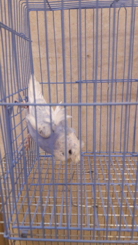 ٢?١٨?٤١٧_١٩٤٦٤٦
