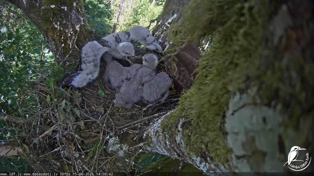 Melnās klijas (Milvus migrans) Kurzemē_ peļu klijāni (Buteo buteo) 12-52-42 screenshot