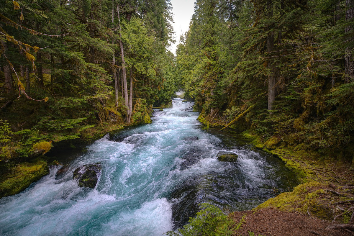 green-mckenzie-river-5129717-1280.jpg