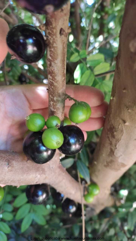 Huertasurbanas_com-e82338df-744a-4693-b25b-a95ed29cd14e.jpeg-20211227_113030Lujan_Jaboticaba