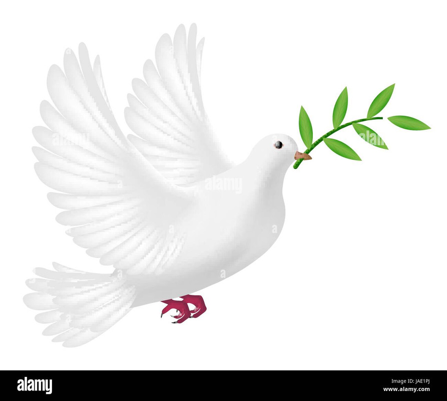 white-pigeon-flying-with-leaf-concept-peace-JAE1PJ