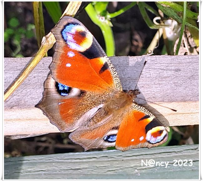 vlinder-in-tuin-2