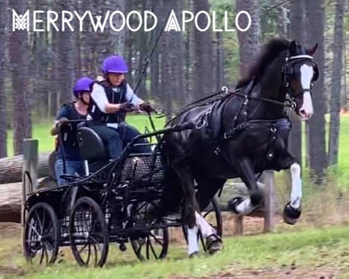 merrywoodapollo