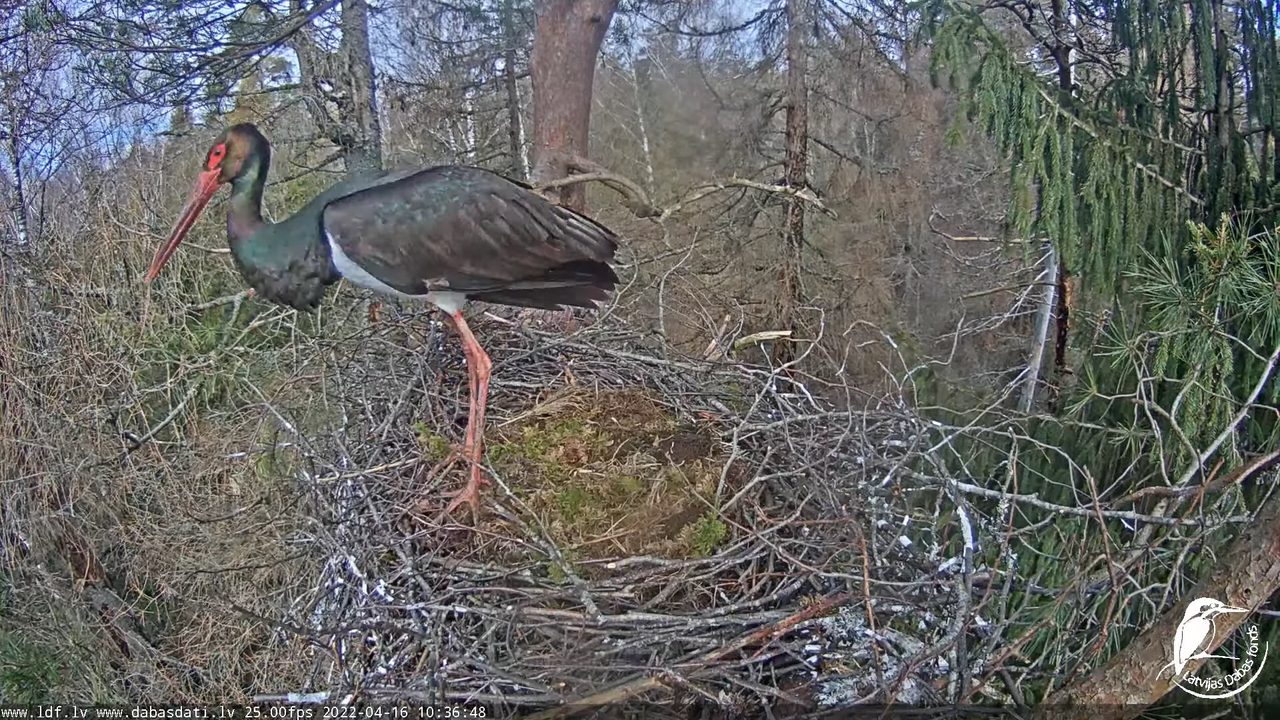 Melnais stārķis (Ciconia nigra) Siguldas novadā - LDF tiešraide 13-44-58 screenshot