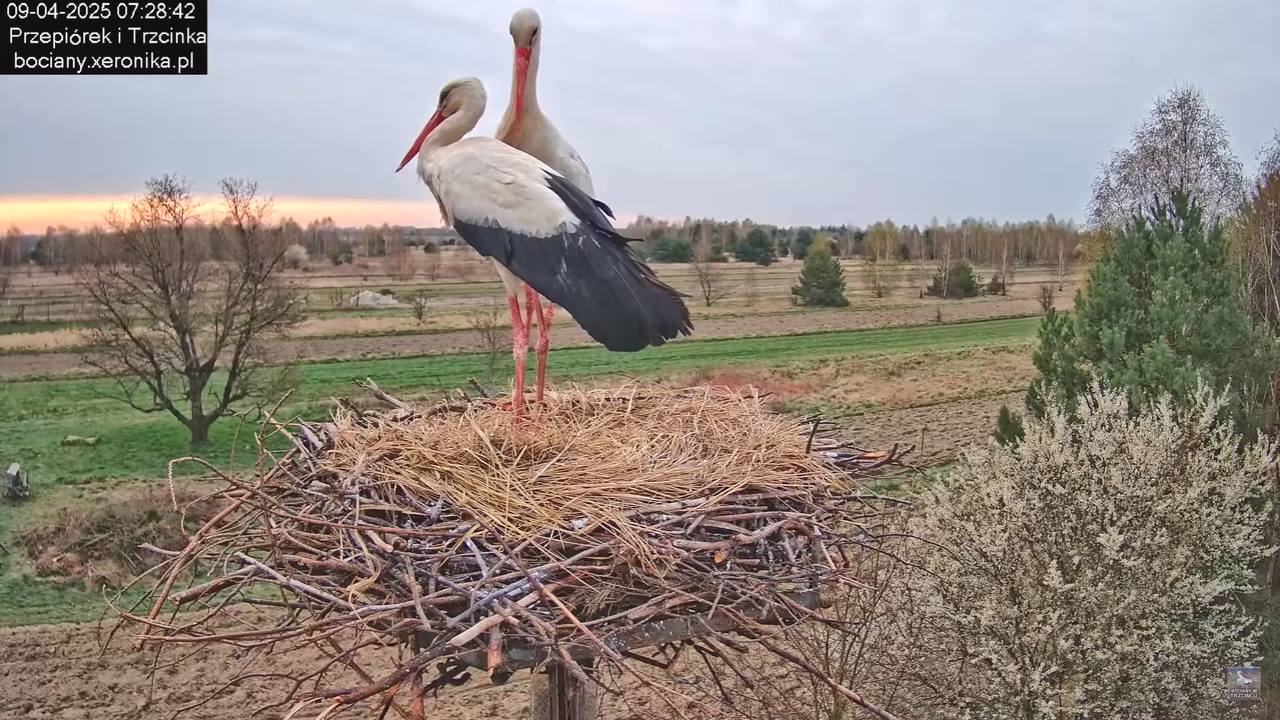 09042025bociany_37
