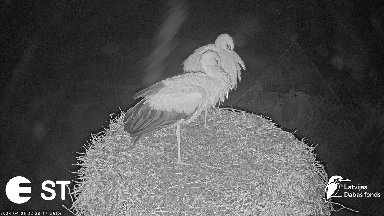 Baltie stārķi (Ciconia ciconia) Tukuma novadā - LDF tiešraide __ White storks in Tukums, Latvia 13-5