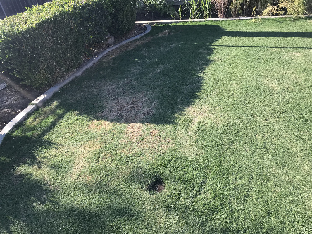 Need help with mystery bermuda grass | Lawn Care Forum