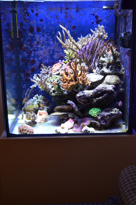 Acqaurio 1 giugno 2013 (18)