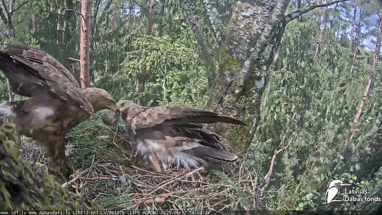 Mazais ērglis (Clanga pomarina), ligzda bērzā 16-31-14 screenshot