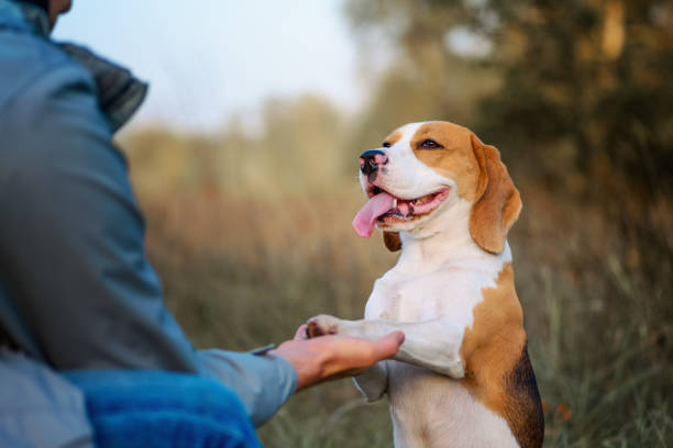 Best Dog Training Near Me